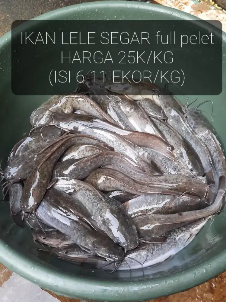 IKAN LELE SEGAR SANGKURIANG
