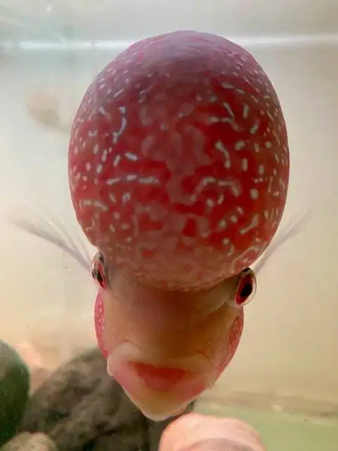 Louhan Jenong sebesar Telur ayam ukuran >20 cm