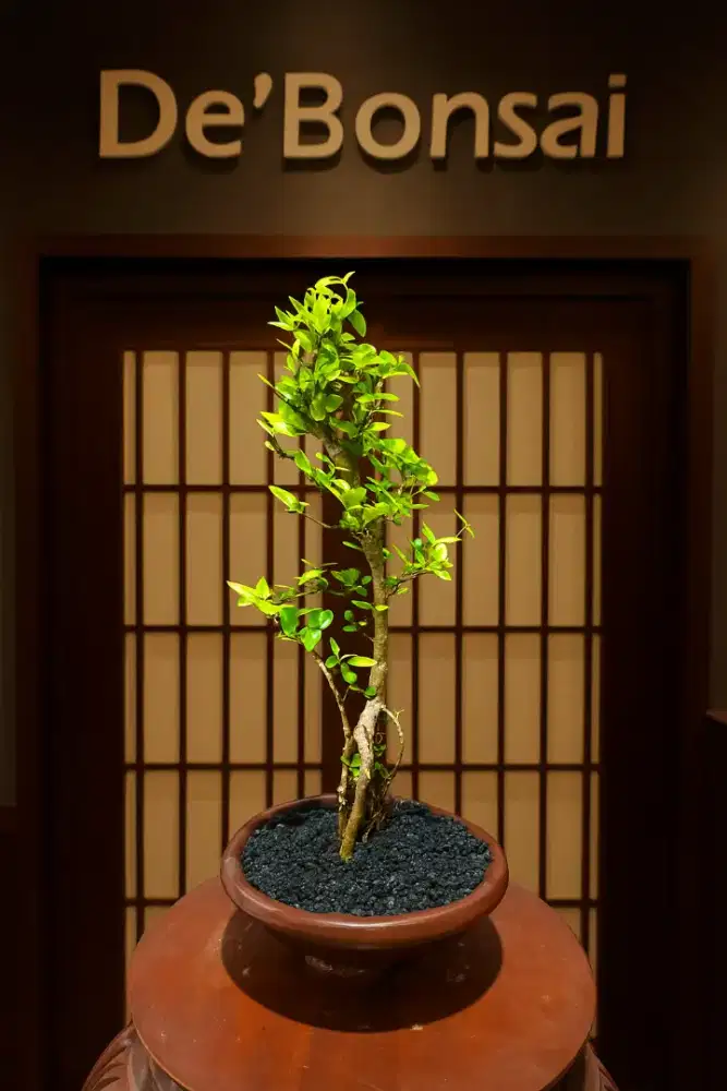 Bonsai Anting Putri Chokan