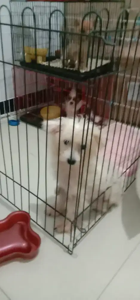 Semi hibah Anak anjing MaltisPom