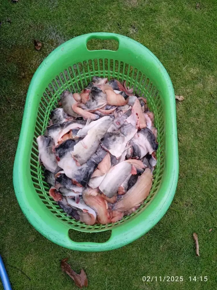 Lele filet, ikan dori, mix vege