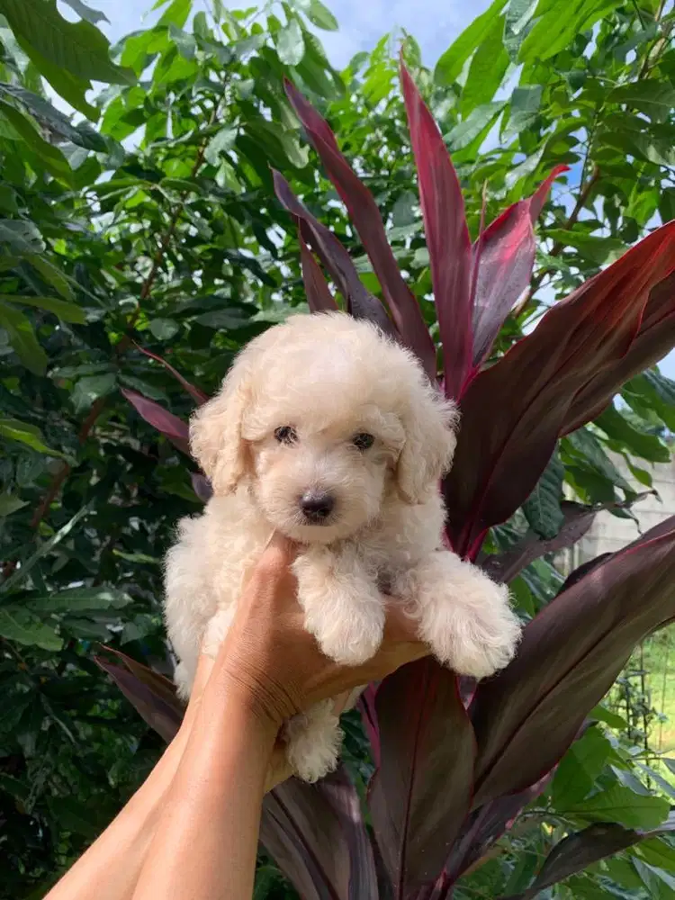 Apricot Toy poodle J/B