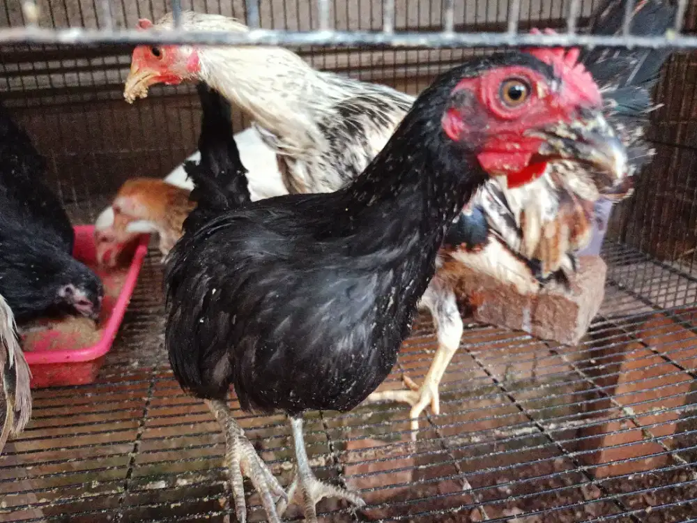 Jual anakan ayam Kate 4ekor