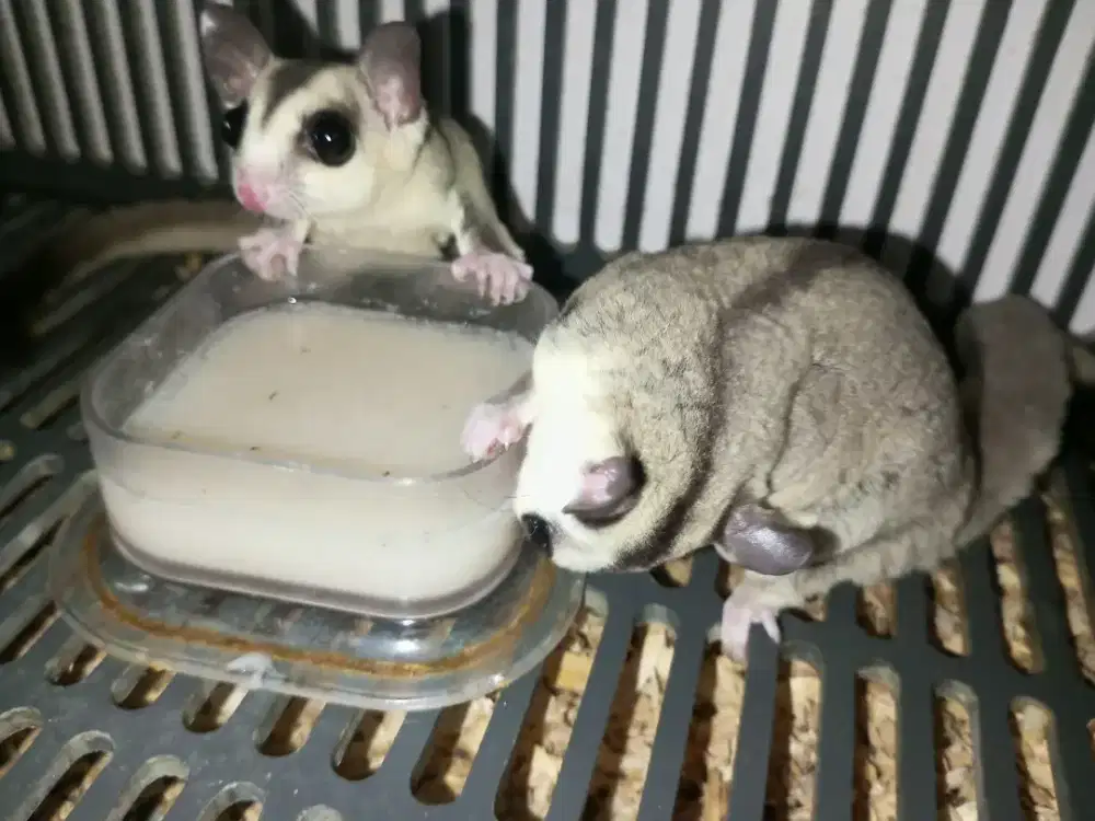 sugar Glider sepasang