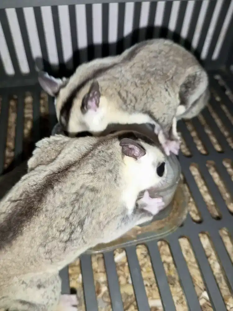 sugar Glider white face jantan
