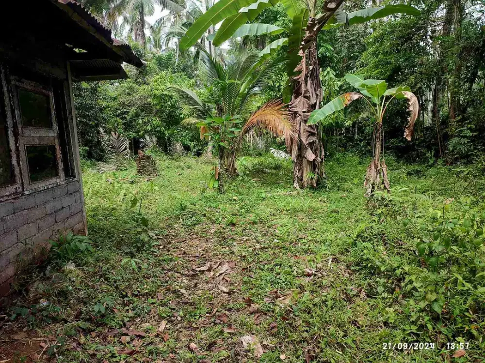 jual tanah murah di penebel tabanan view  sungai dan hutan