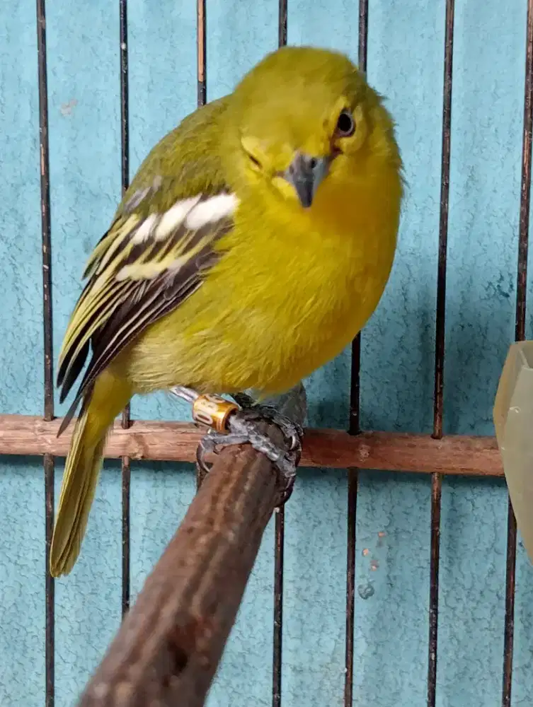 Cipow cntrekan istimewa