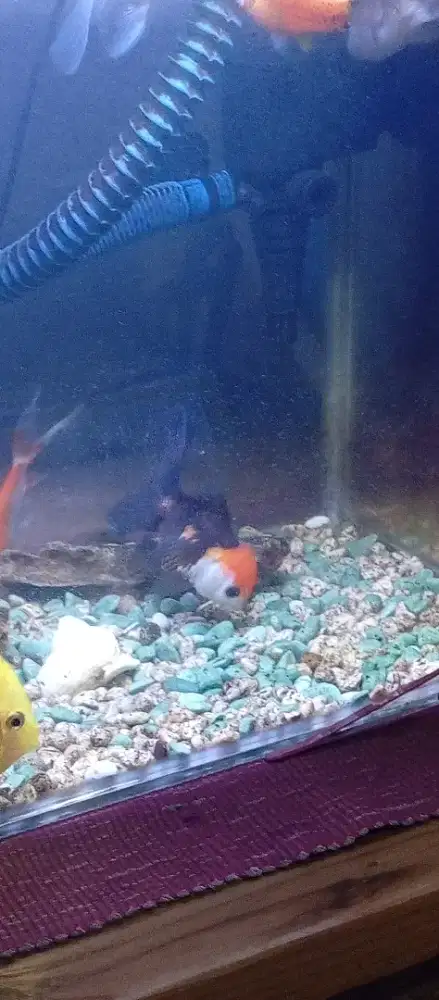 Menjual Ikan mas koki