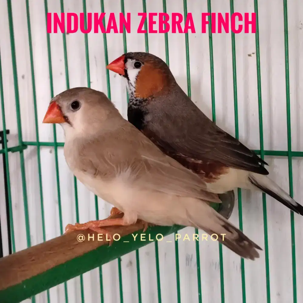 Indukan Zebra Finch + anaknya 1 ekor