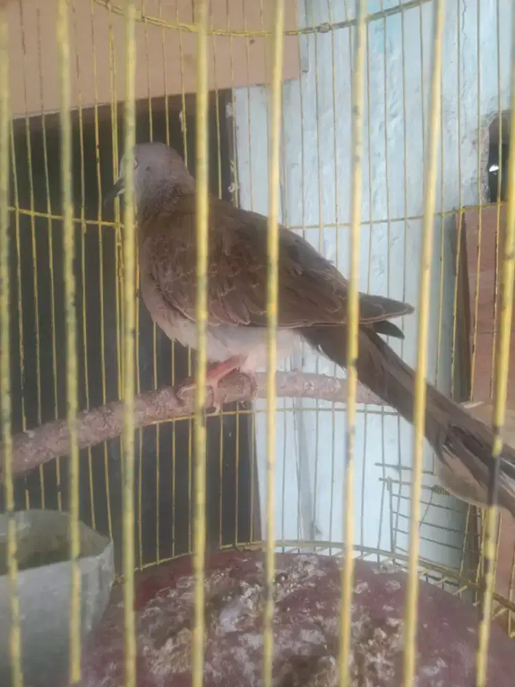 Jual burung tekukur burja