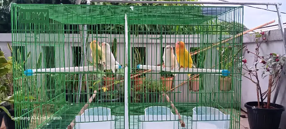 LoveBird 2pasang MataMerah