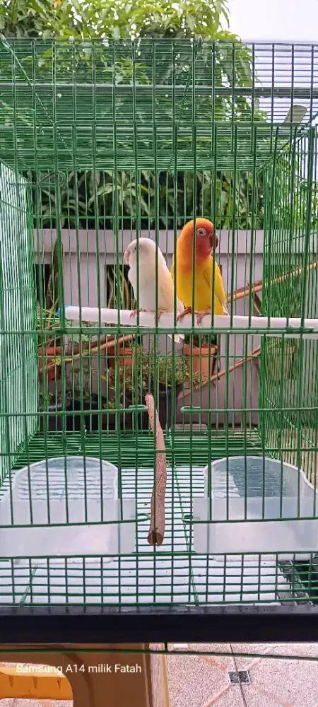 LoveBird 2pasang MataMerah