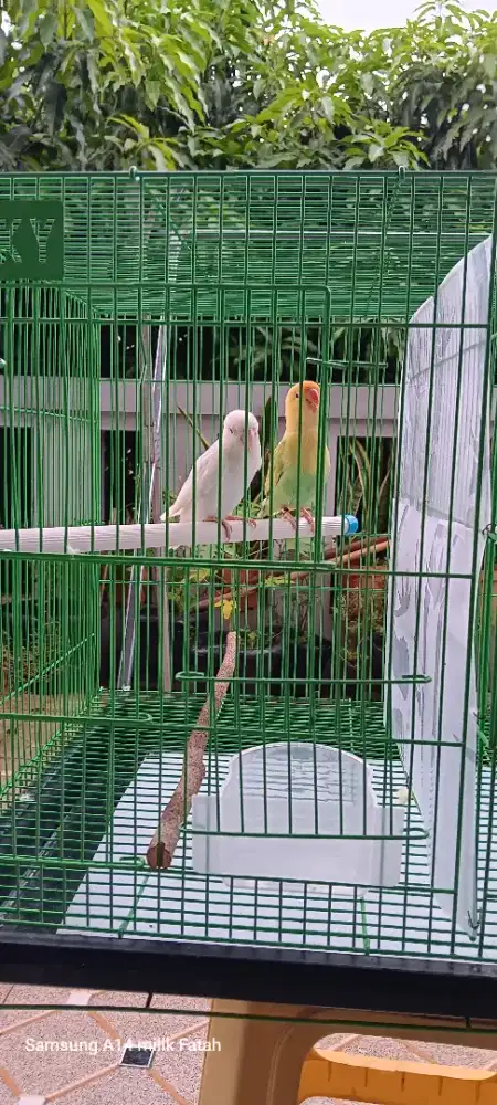 LoveBird 2pasang MataMerah