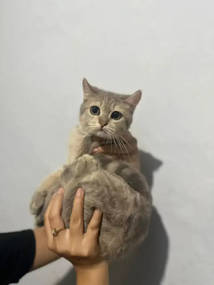 Kucing British Shorthair