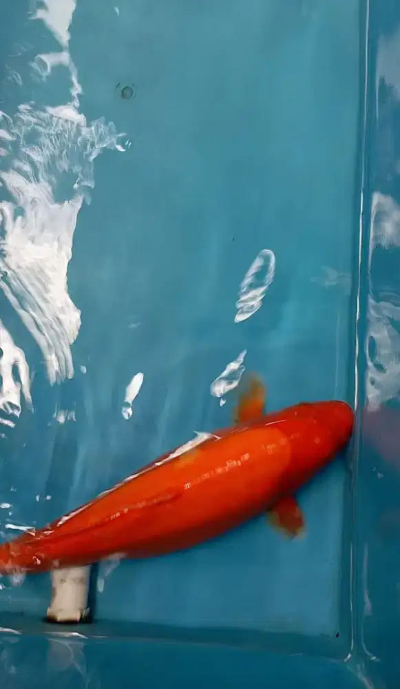 Ikan Koi Benigoi Doitsu 43cm murni tembus merah strong bulky