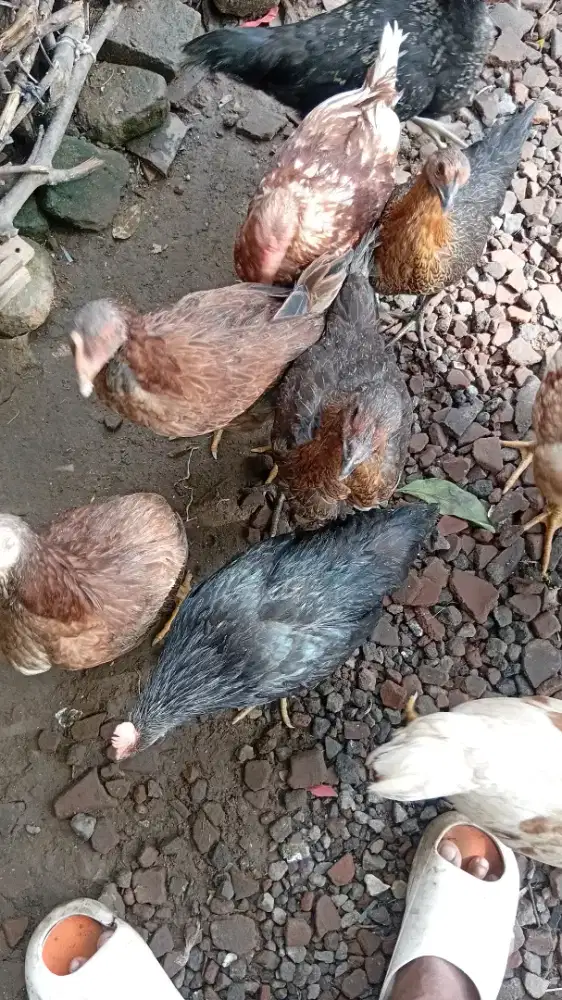 Joper dan kub jual semua