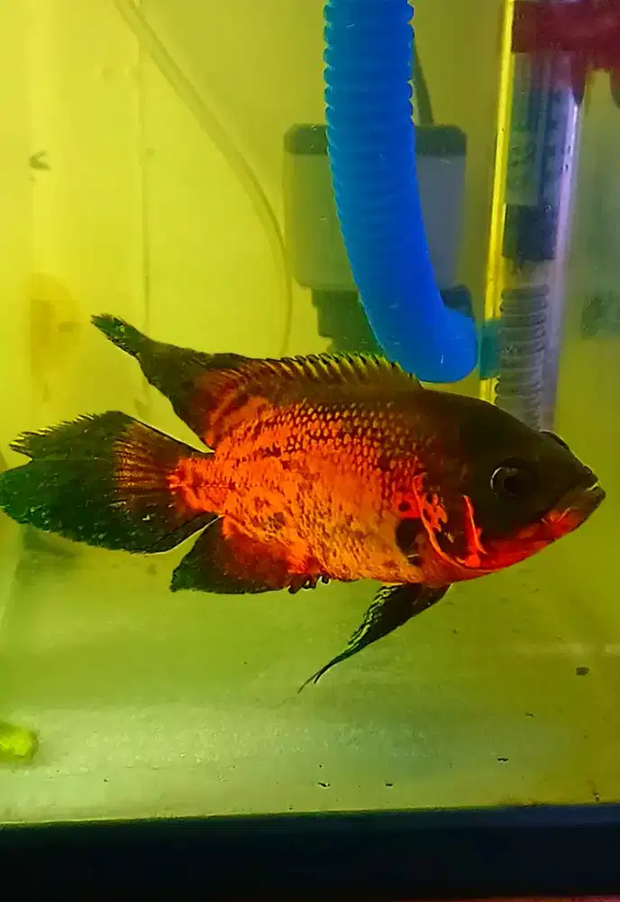 Ikan oscar red velvet slayer antik jarang ada