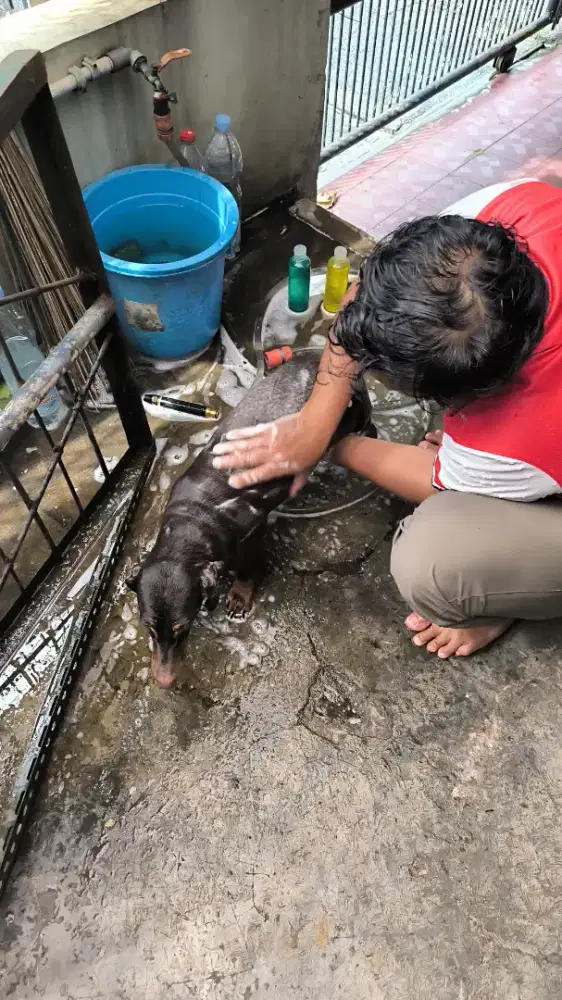 Grooming kucing dan anjing panggilan