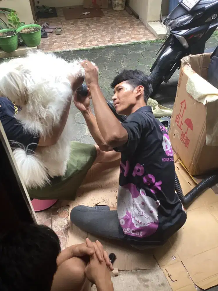 Grooming kucing dan anjing panggilan
