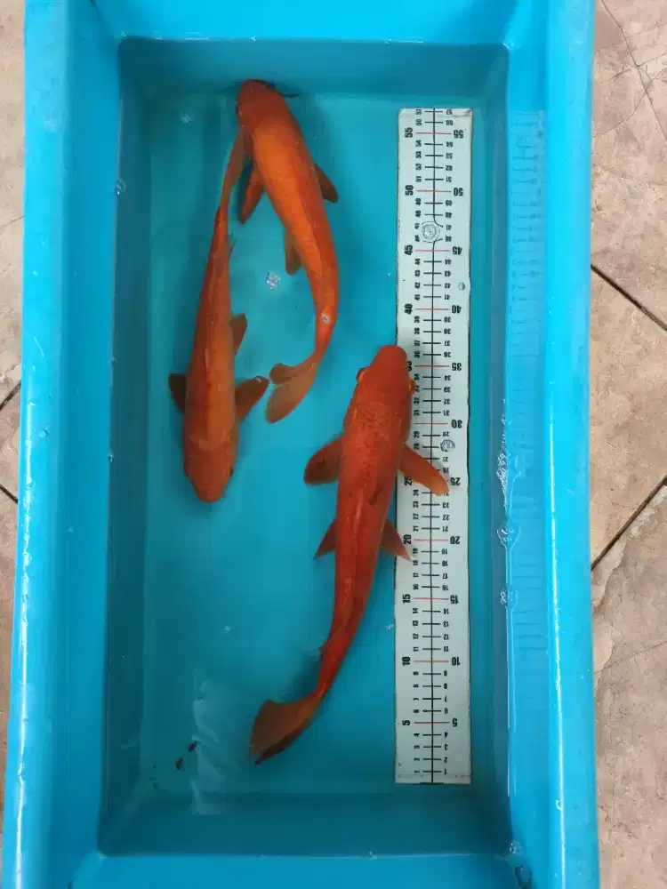 Ikan koi blitar penjinak kolam