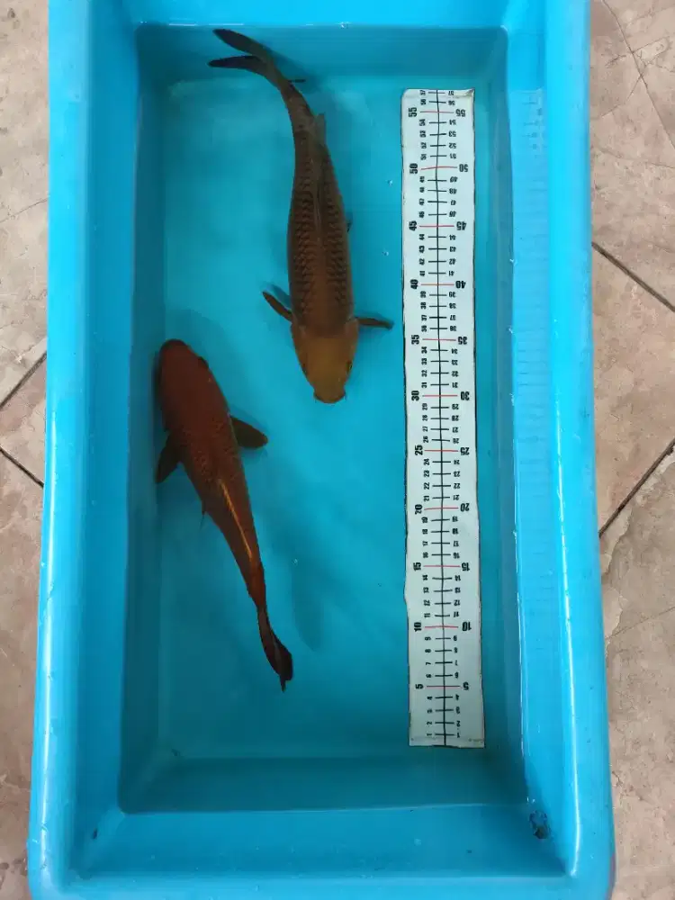 Ikan koi chagoi tembaga