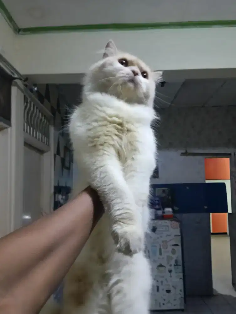 Kucing jantan 1 tahun up