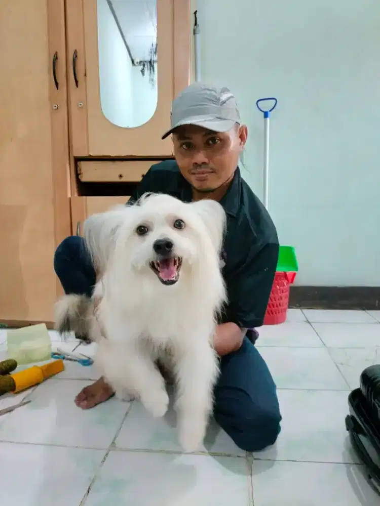 Grooming Tiny pet panggilan kerumah