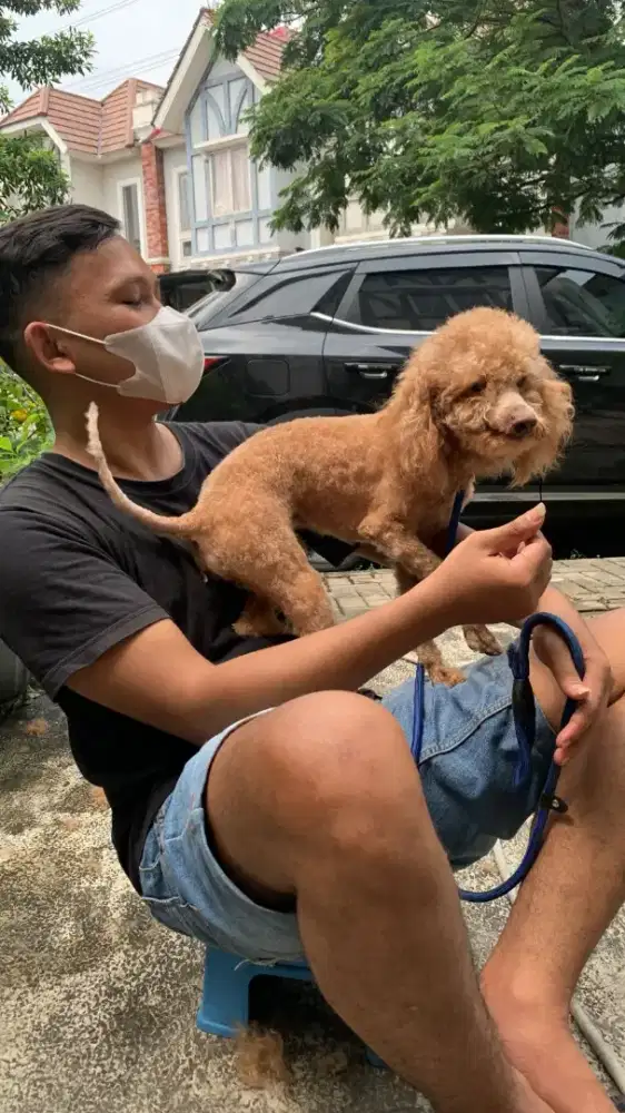 Grooming cat panggilan kerumah