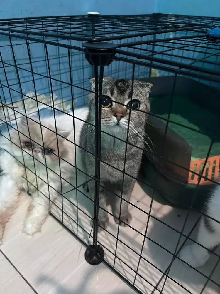 Scootish Triple Fold Golden NY Betina