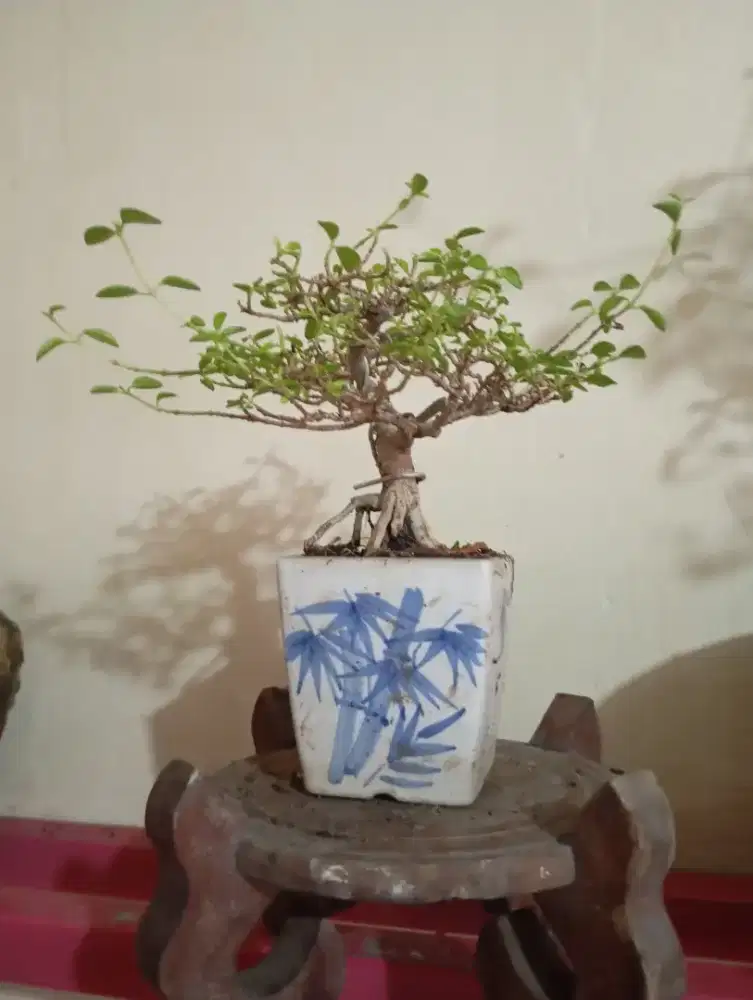 Aneka tanaman bonsay mame