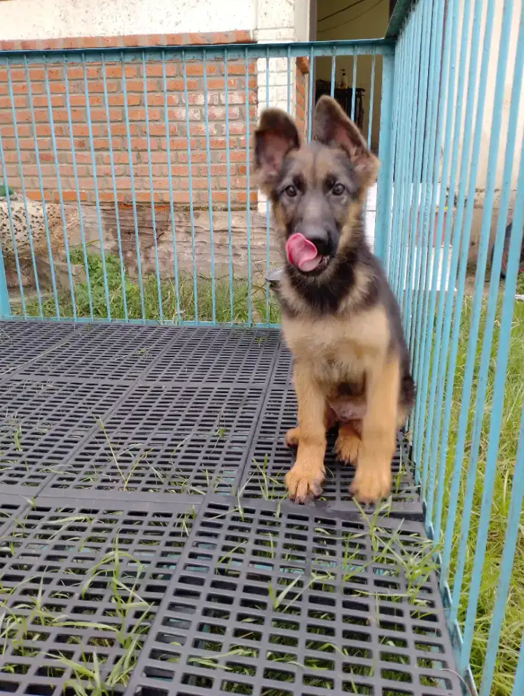 Anakan Anjing Penjaga