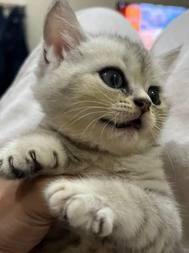 Open Adopt British Shorthair Kitten dan Indukan (harga untuk 2 kucing)