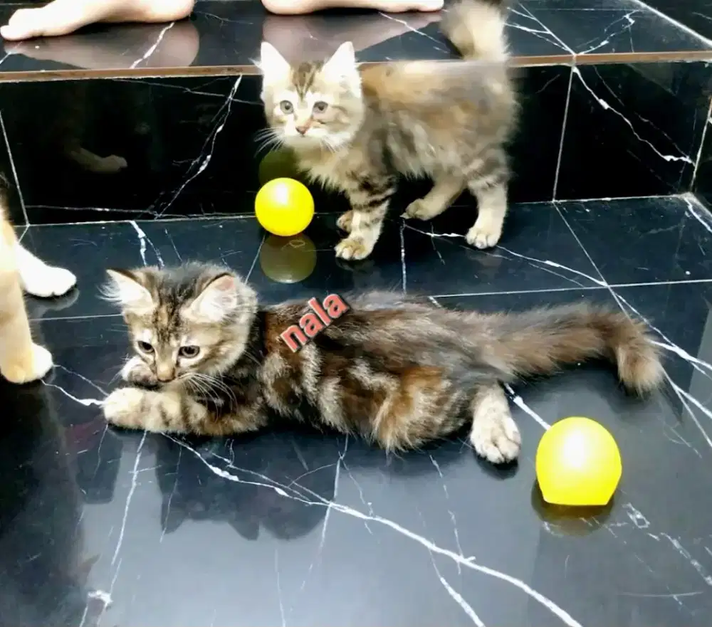 Silahkan adop kucing2 kesayanganku, tinggal pilih yang kamu sukaa yah.