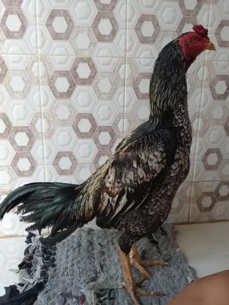 Ayam pejantan bulbi ukuran 4,5-5