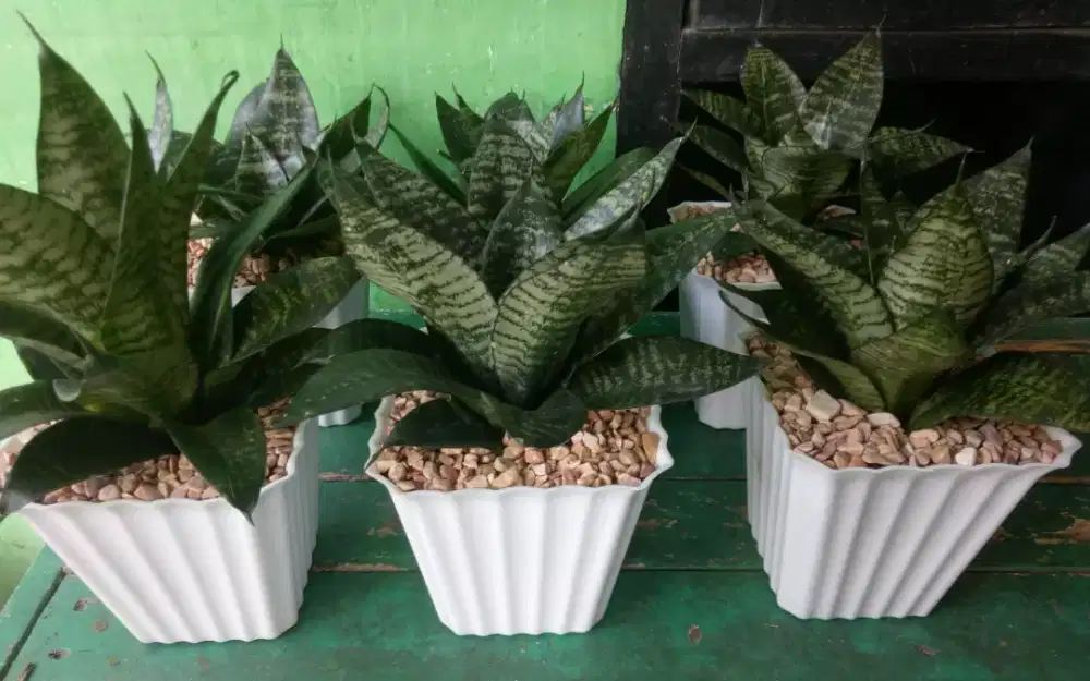 Sansevieria Bunga Hidup
