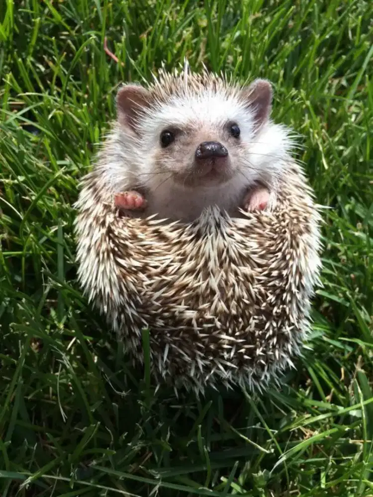 Lamin Landak Mini Lucu Salt Paper Pinto