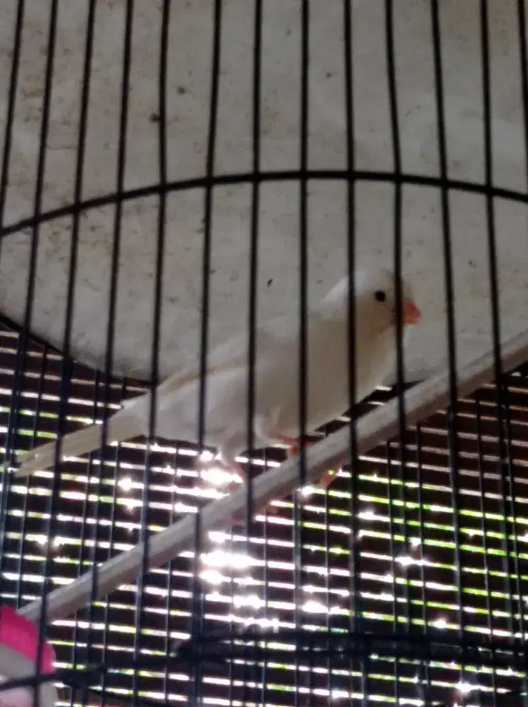 Kenari AF warna putih polos