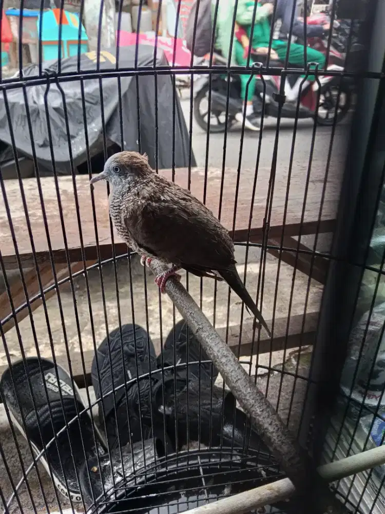 Burung perkutut 2 ekor + kandang nego