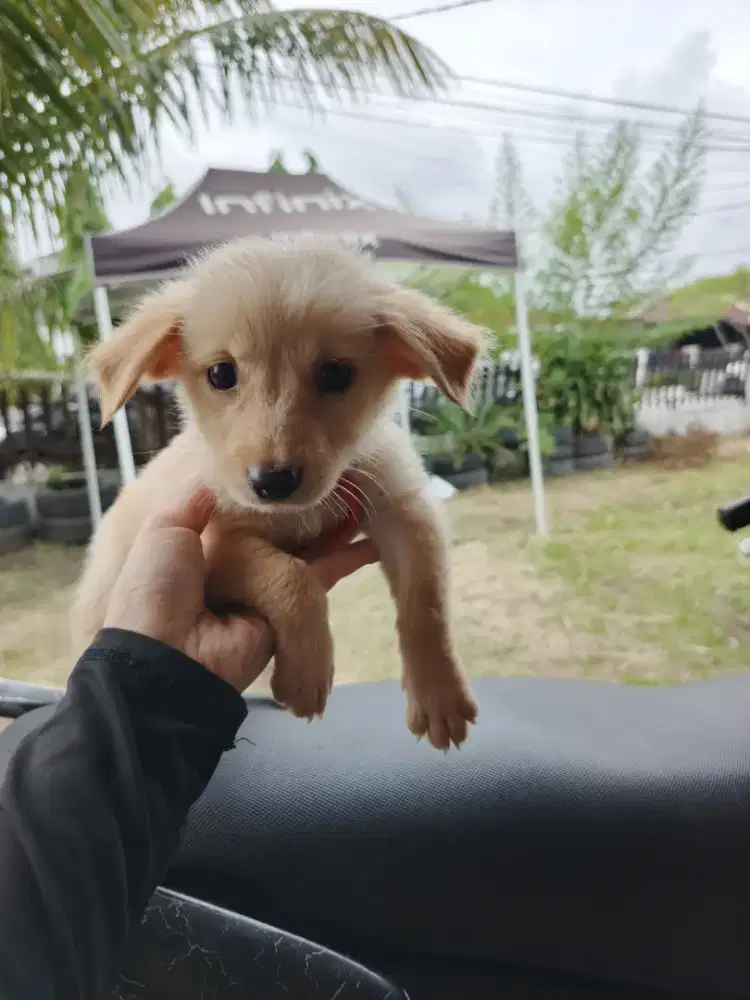 Sisa 1 ekor Anak anjing 2 bulan