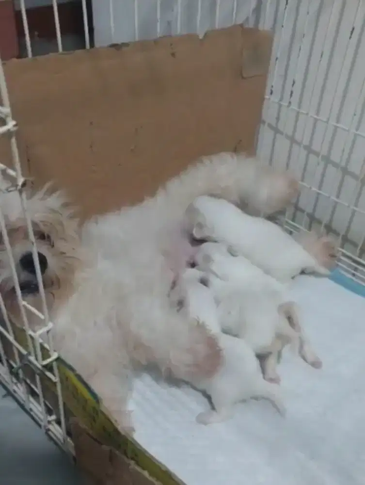 Anjing maltese 1 induk 4 anak non poddle pom