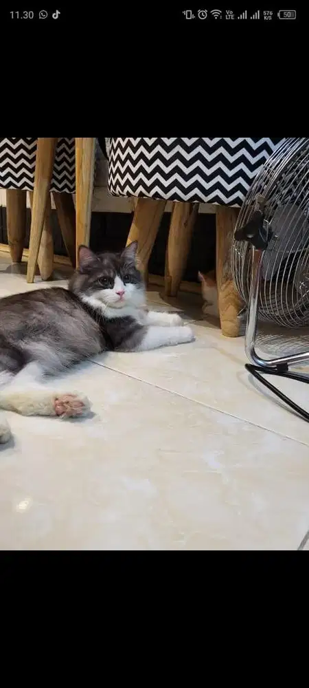 Lepas adopsi kucing persia