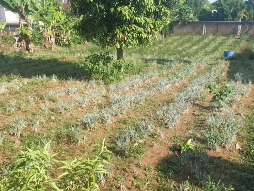 Murah! Tanah Siap Bangun Katumiri Residence Cihanjuang Bandung