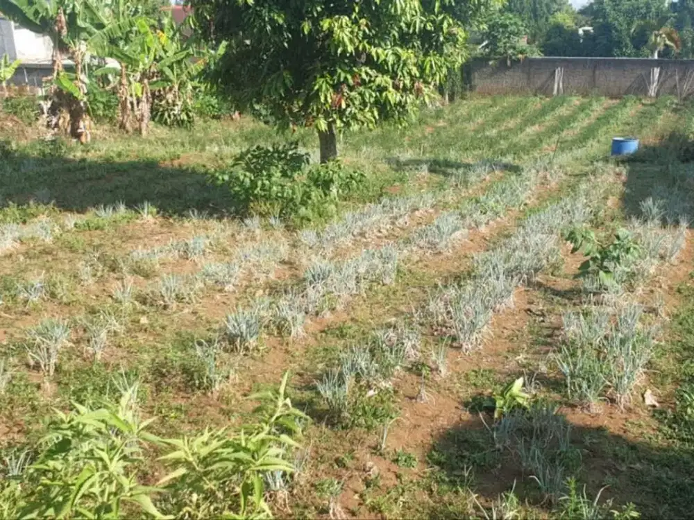 Murah! Tanah Siap Bangun Katumiri Residence Cihanjuang Bandung