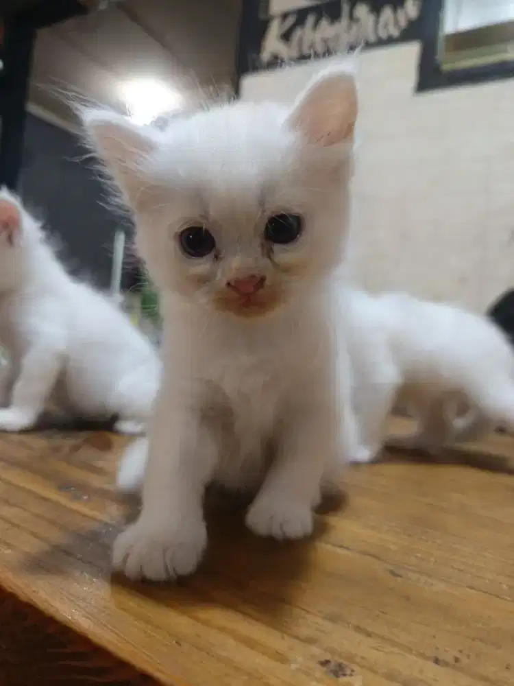 Kitten persia (1 bulan)