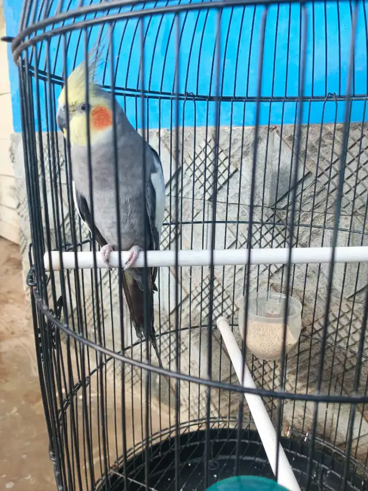 BURUNG FALK PARKIT AUSTRALIA