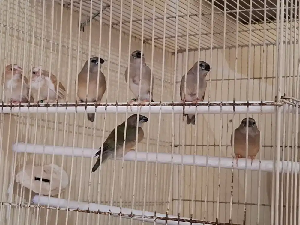 Gould Amadin PAUD hijau