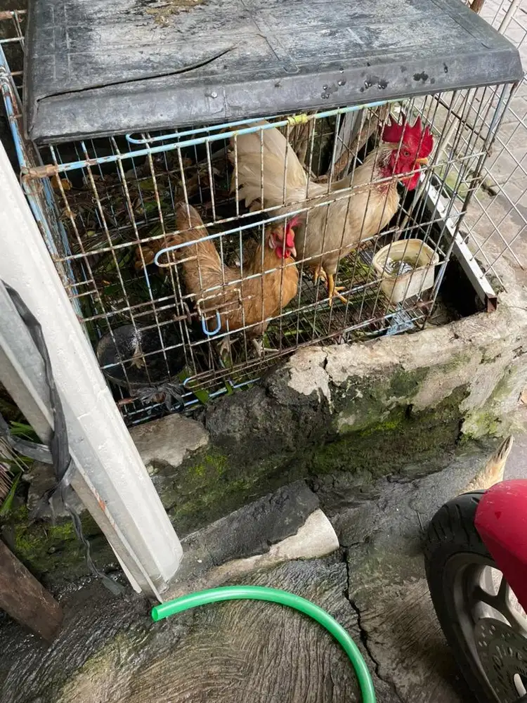 Ayam kate sepasang