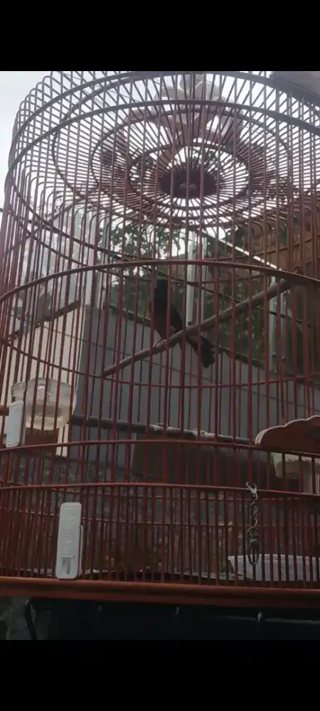 Muray baru Bahorok ori