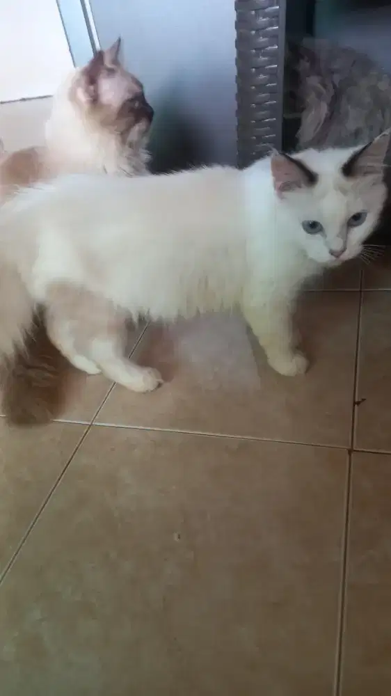 Kucing Persia Himalaya
