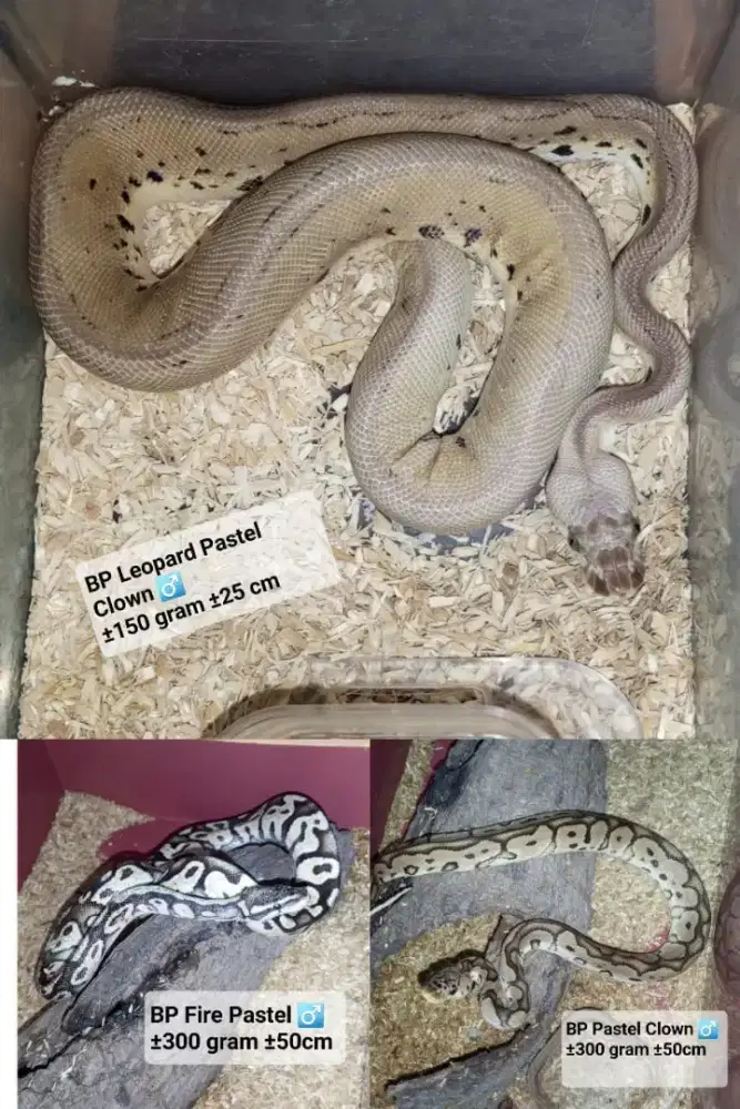 Ballpython morph
